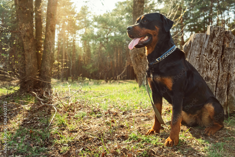 Rottweiler in the coniferous forest on a sunny day