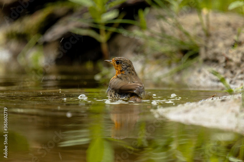 Adult robin bird (Erithacus rubecula) washes in a pool of water in the rain © NatuurOmgevingArnhem