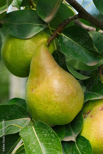 Pear on a tree. Pear tree