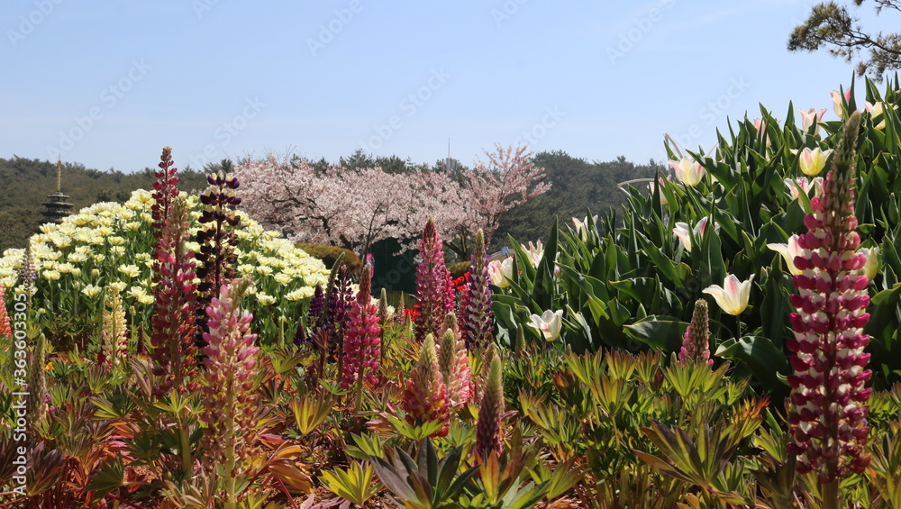 field of flowers