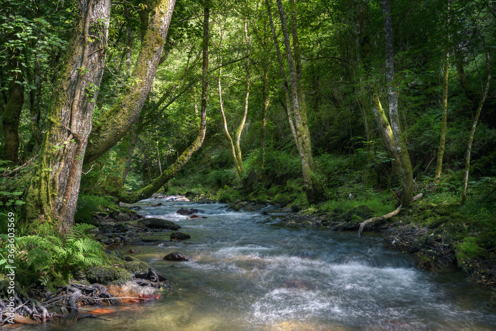 Obraz premium The current of a river winds through native forests