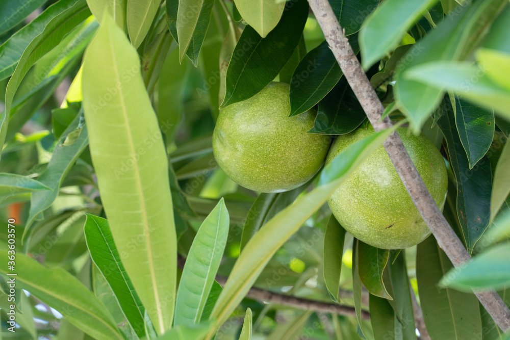 Green raw fruit Cerbera odollum Gaertn or sea mango on the tree