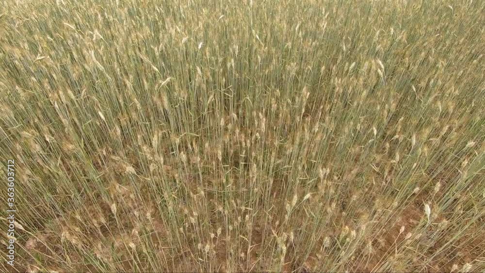 Movement on an agricultural field. Ears of wheat Movement on an agricultural field. Ears of wheat