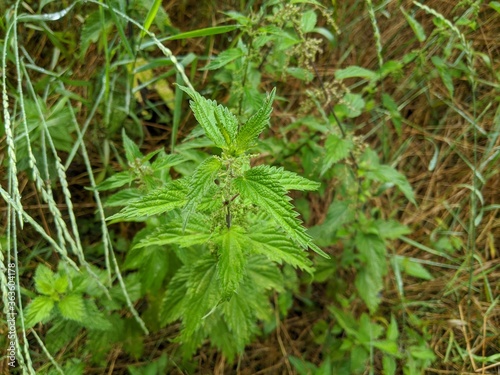 stinging nettle