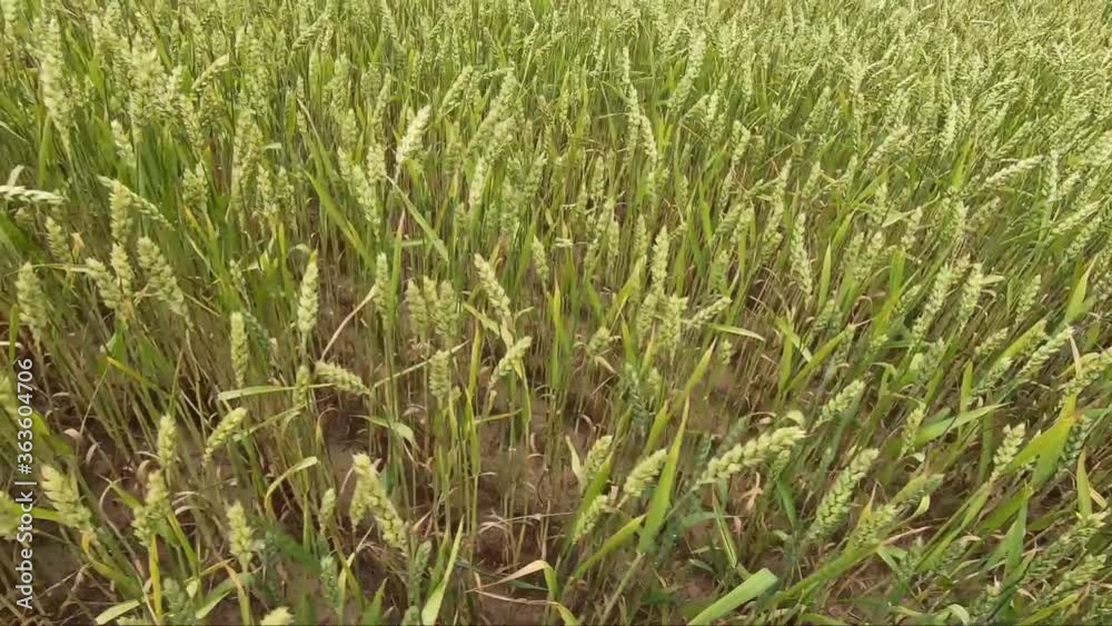 Movement on an agricultural field. Ears of wheat Movement on an agricultural field. Ears of wheat