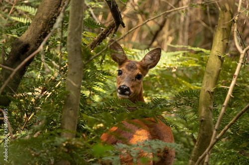 Curious roe deer,(capreolus capreolus) in the bush. 