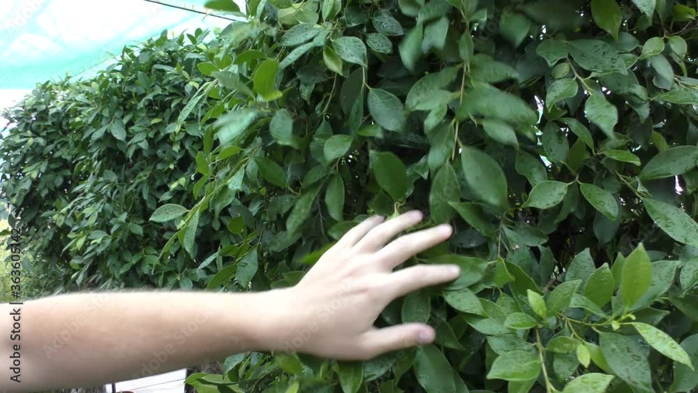 A gardener is caring for ficus in a botanical garden. A gardener is caring for ficus in a botanical garden.