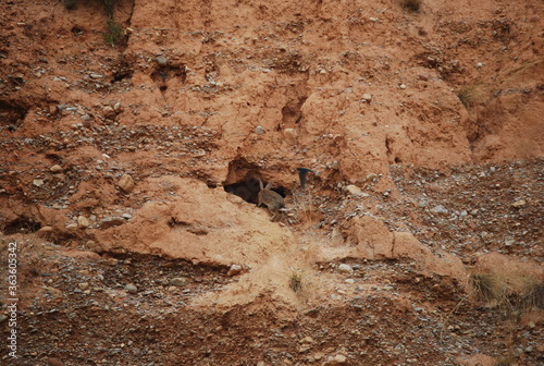 Wild Rabbit at Entrance of Burrow in Canyon Wall