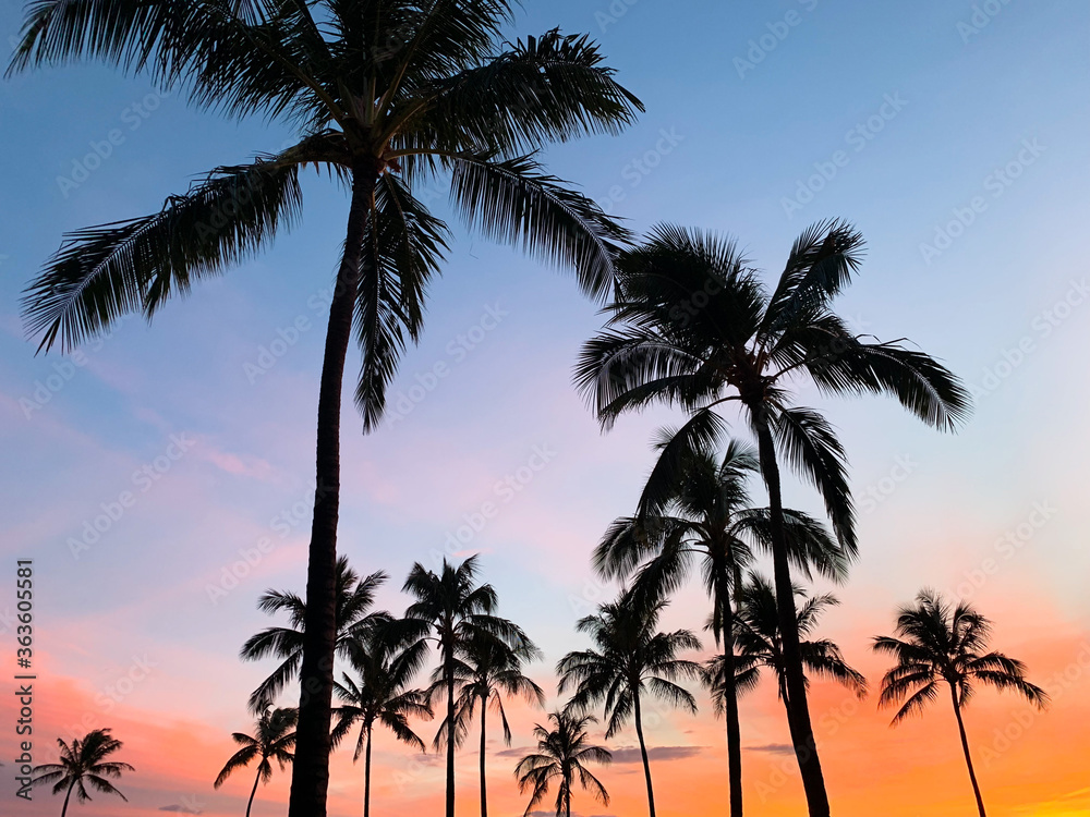 colorful sunset with palm tree in Maui Island, Hawaii