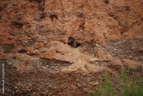 Wild Rabbit at Entrance of Burrow in Canyon Wall