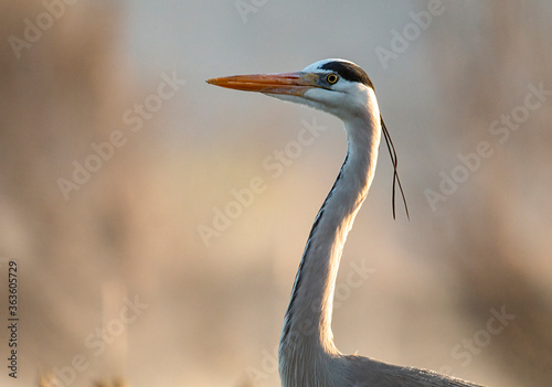 Billede på lærred Grey heron portrait