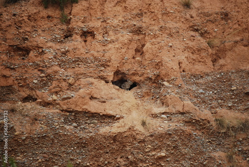 Wild Rabbit at Entrance of Burrow in Canyon Wall