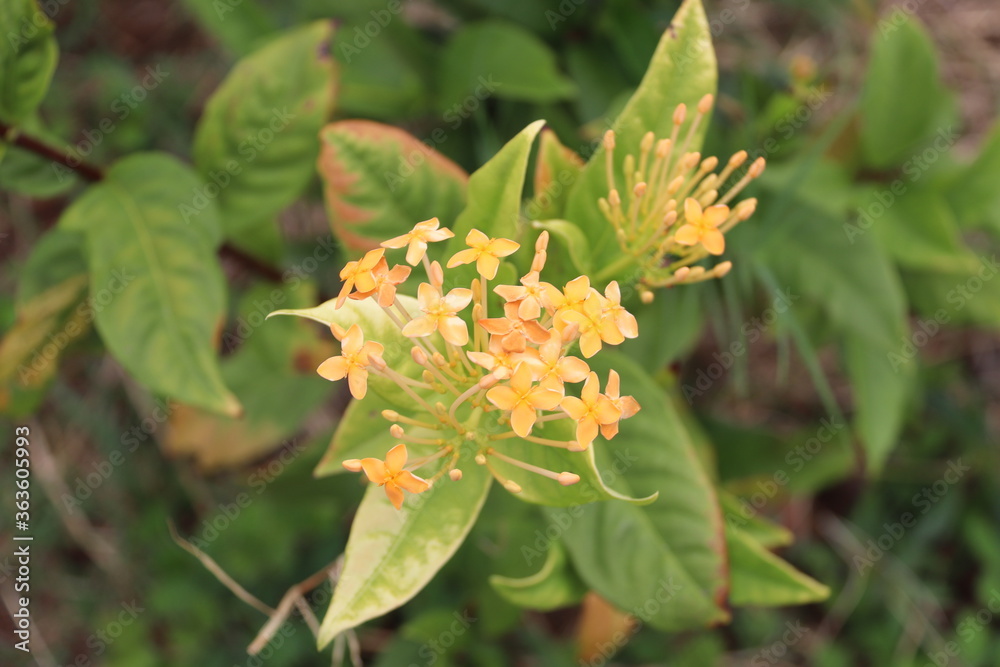 Fleur Ixora orange à Raiatea, Polynésie française Fleur Ixora orange à Raiatea, Polynésie française