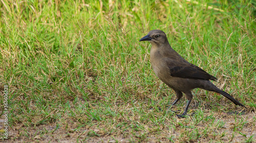 Black bird standing on the grassy ground © asa