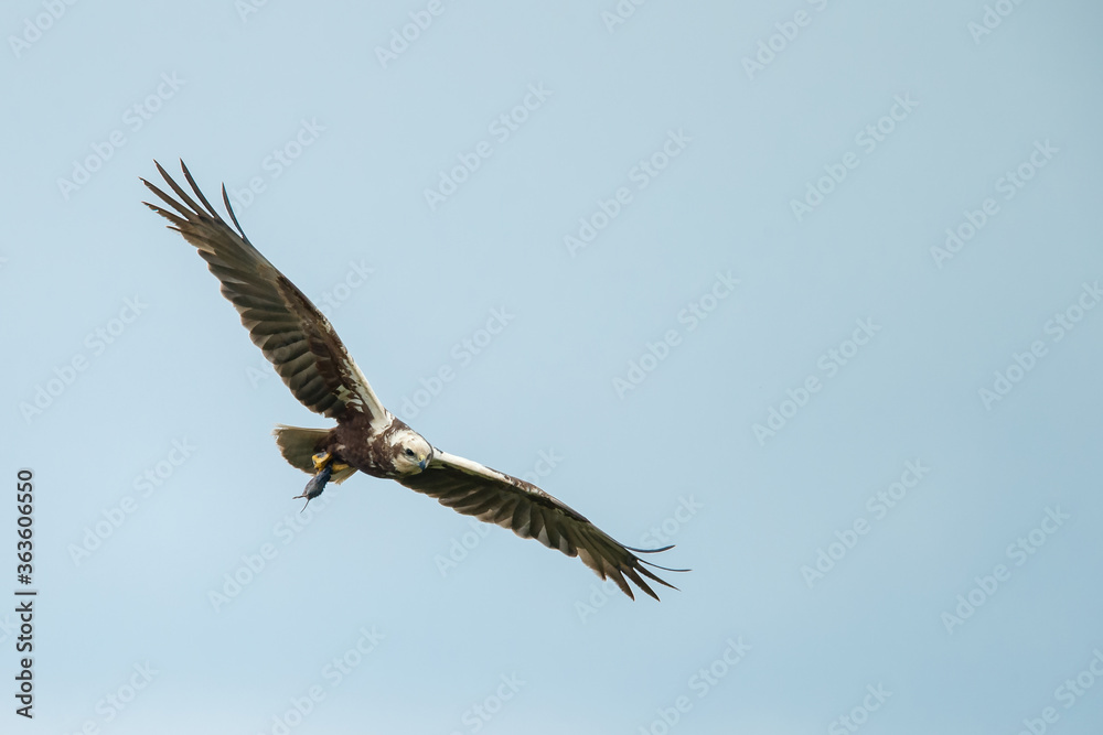 The western marsh harrier (Circus aeruginosus) in flight during mating season The western marsh harrier (Circus aeruginosus) in flight during mating season