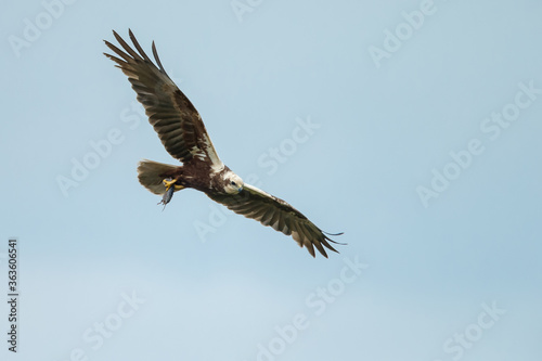 The western marsh harrier  Circus aeruginosus  in flight during mating season