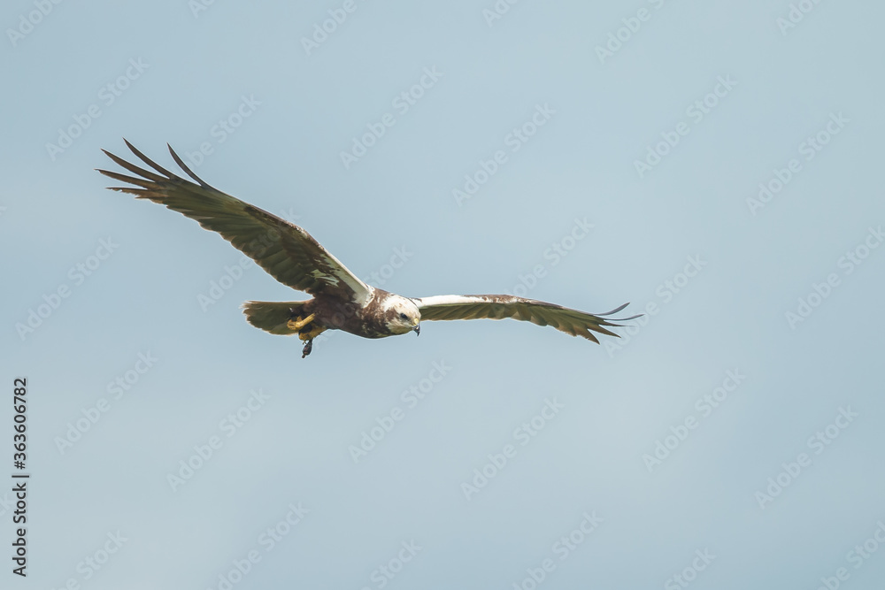 The western marsh harrier (Circus aeruginosus) in flight during mating season The western marsh harrier (Circus aeruginosus) in flight during mating season