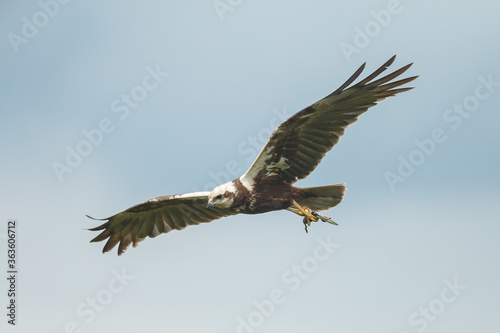 The western marsh harrier (Circus aeruginosus) in flight during mating season