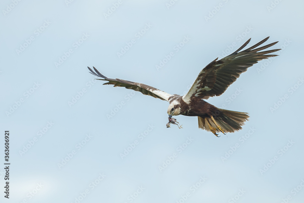 The western marsh harrier (Circus aeruginosus) in flight during mating season The western marsh harrier (Circus aeruginosus) in flight during mating season