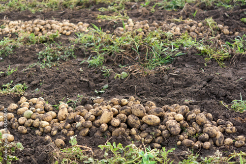 Potato harvest - a pile of fresh potatoes. Potatoes have soil
