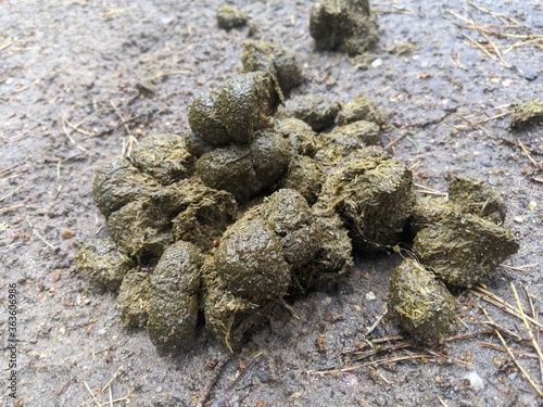 фотографія horse dung