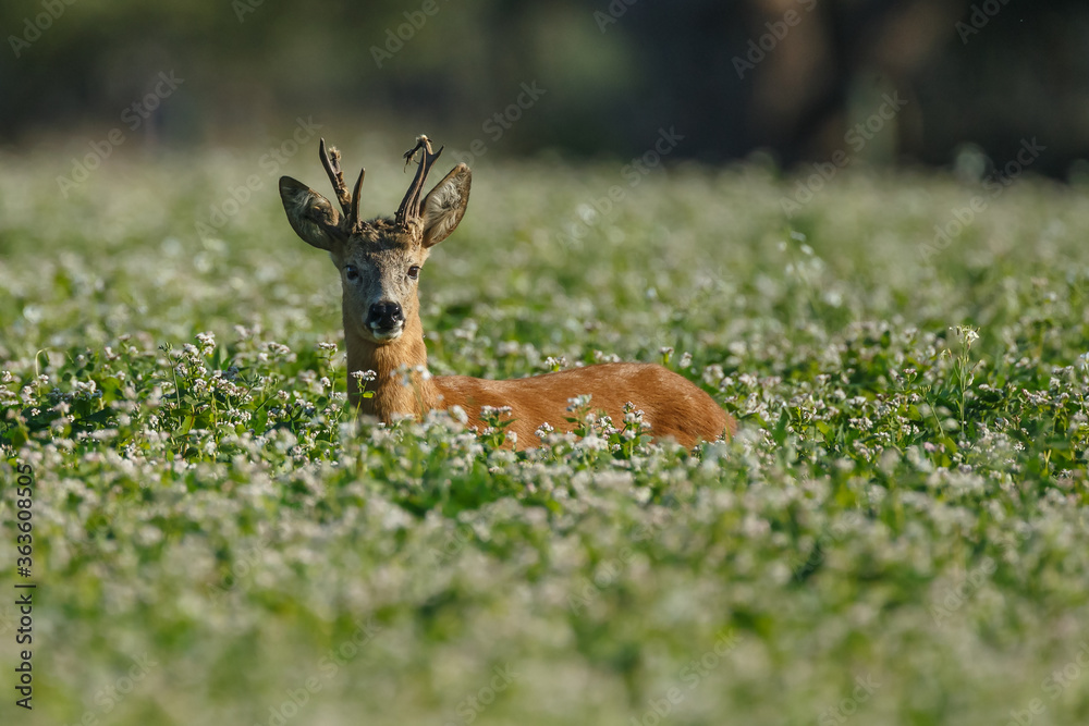 Roe deer in a field white buckwheat Roe deer in a field white buckwheat