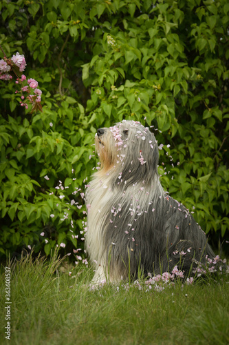 Adult bearder collie is in pink leaves of flower. He has so funny face photo