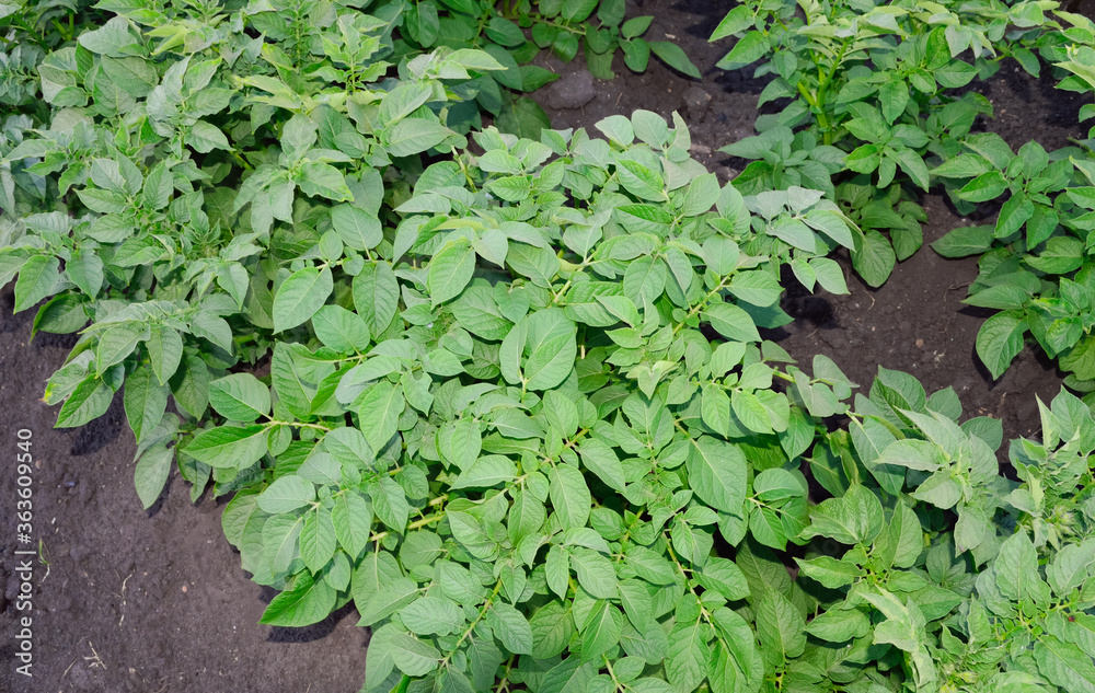 close-up - green potato bushes growing in the garden, spud