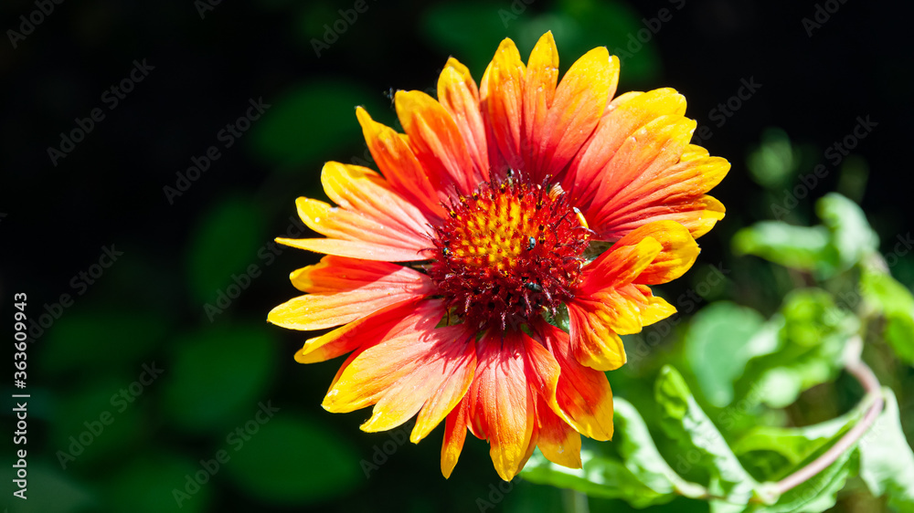 beautiful blooming summer flowers and plants beautiful blooming summer flowers and plants