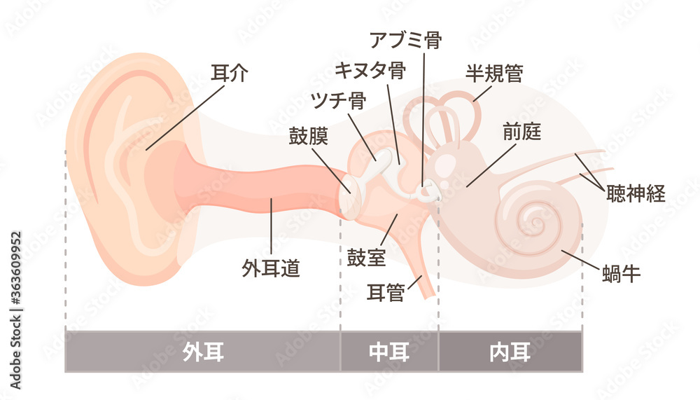 耳の構造のイラスト 外耳 中耳 内耳 器官の名称 Stock Vector Adobe Stock