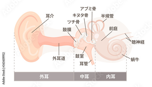 耳の構造のイラスト_外耳・中耳・内耳_器官の名称 photo