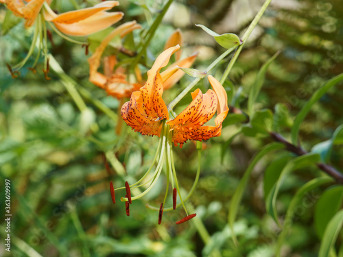 Lilium henryi | Lis de Henry, magnifique fleurs suspendues, tépales orangés recourbés vers le haut, marqués de traits bruns et d'impressionnantes étamines à filets vert, anthères rouge sombre