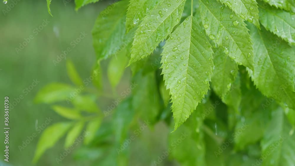 Rain drops falling on green leafe.Torrential rainy season Rain drops falling on green leafe.Torrential rainy season