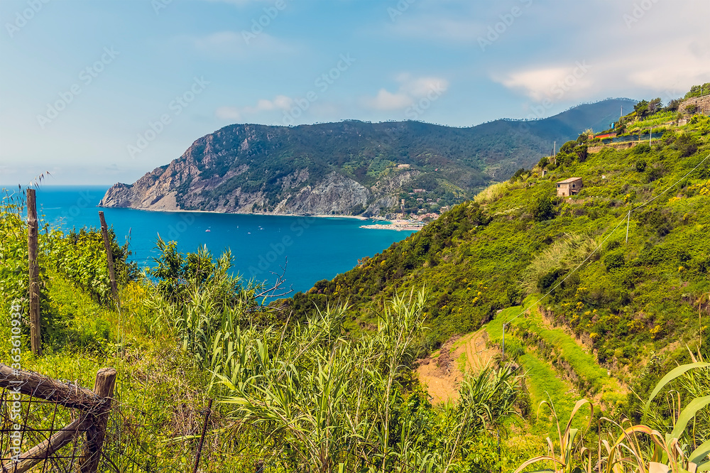 A view over a terraced hillside from the Monterosso to Vernazza path in summertime