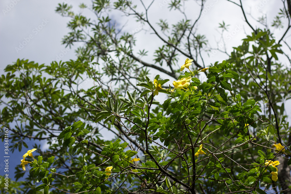 Yellow Allamanda flower with green leaf Yellow Allamanda flower with green leaf