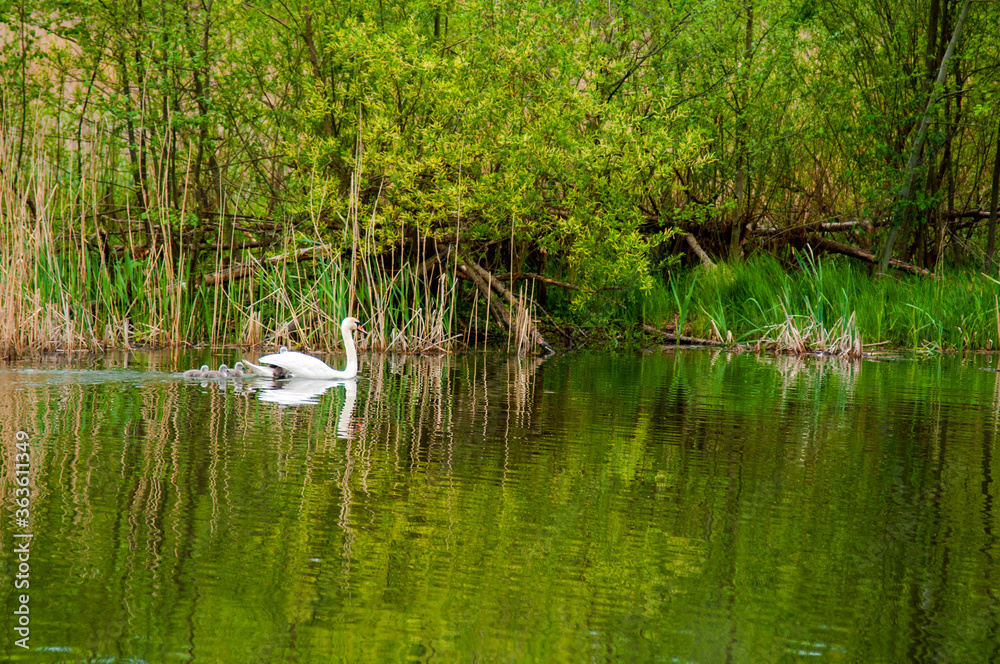 a white swan female with small swans swims in a pond a white swan female with small swans swims in a pond
