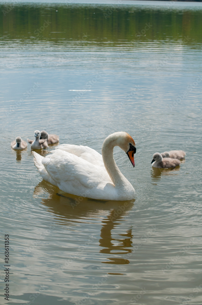 Fototapeta premium a white swan female with small swans swims in a pond
