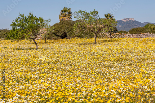 Blumenwiese mit Mandelbäumen photo