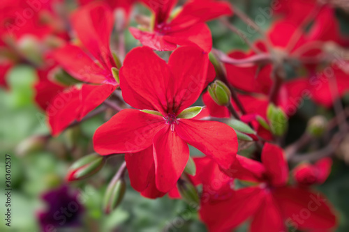 Rot blühende Geranien in einer Blumenampel