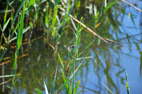 dragonfly sits on a stalk of reeds against the background of water