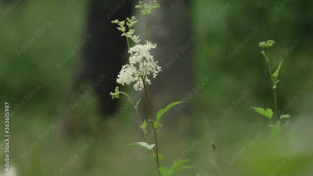 Summer glade in the forest. Forest herbs. Spiraea. Summer glade in the forest. Forest herbs. Spiraea.