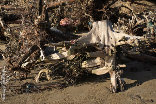 Near the ancient cedar tree on the beach