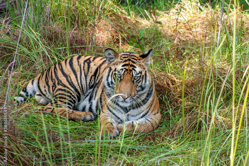 Portrait of Royal Bengal Tiger in Bandhavgarh National Park, Madhya Pradeh, India Portrait of Royal Bengal Tiger in Bandhavgarh National Park, Madhya Pradeh, India