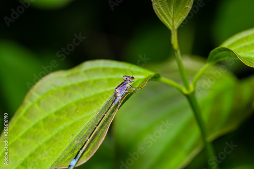 Eine Binsenjungfern  Lestidae  Libelle auf einem gr  nen Blatt