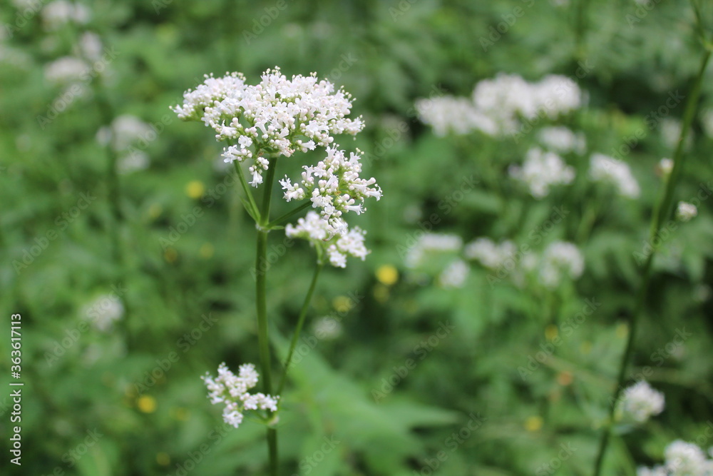 Baldrian im Wald Baldrian im Wald