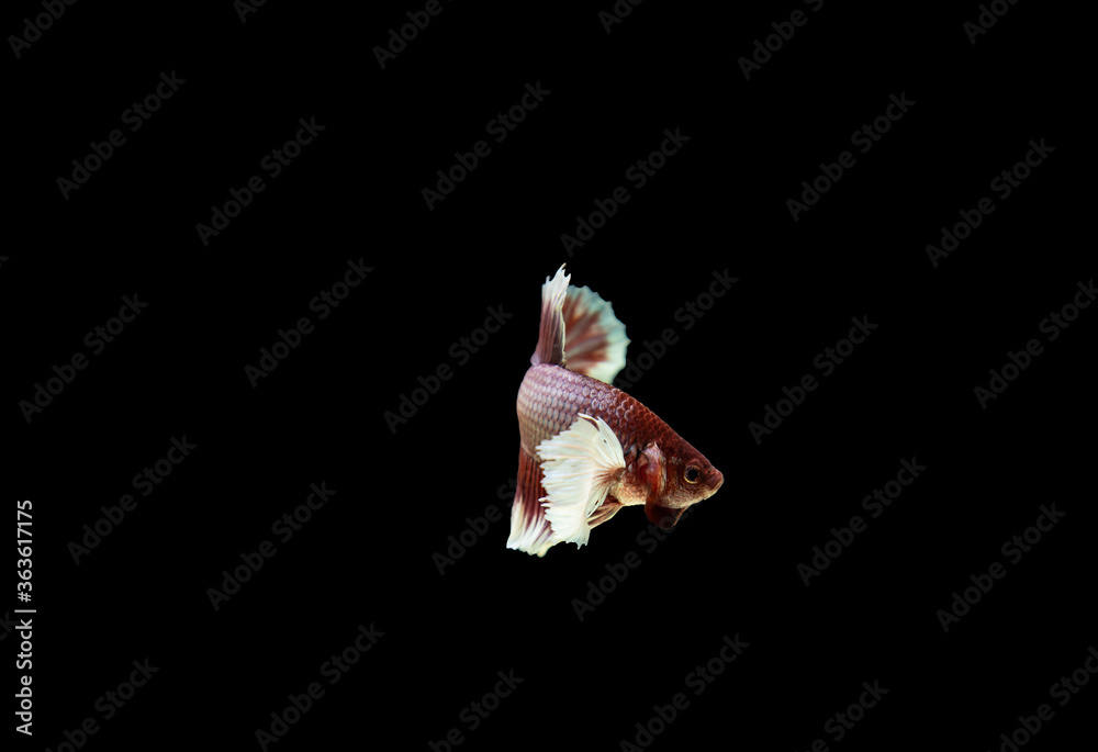 Siamese Fighting Fish Isolated on Black Background Siamese Fighting Fish Isolated on Black Background