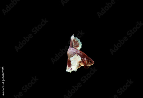 Siamese Fighting Fish Isolated on Black Background