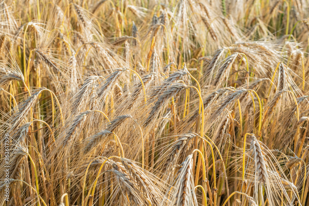 Fototapeta premium Yellow grain ready for harvest growing in a farm field 