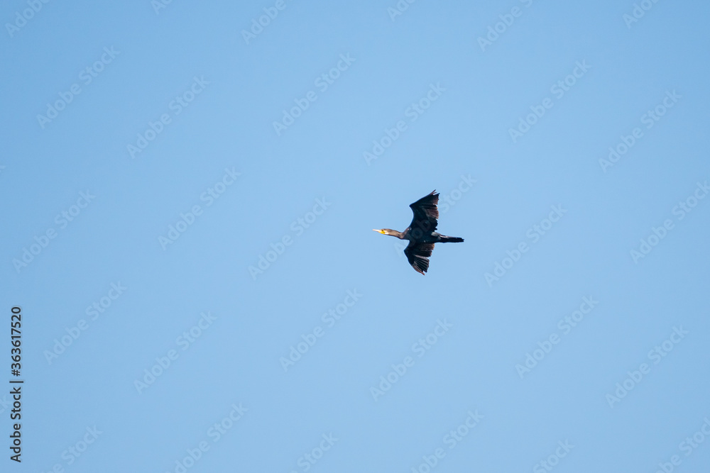 black cormorant flies in the sky, wildlife black cormorant flies in the sky, wildlife