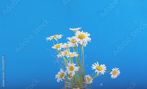 a bouquet of chamomile flowers on a blue background